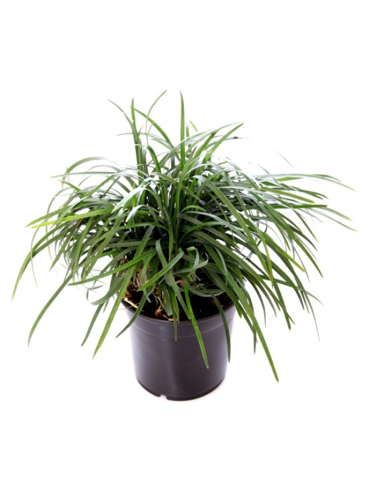 Mondo Grass (Ophiopogon japonicus)